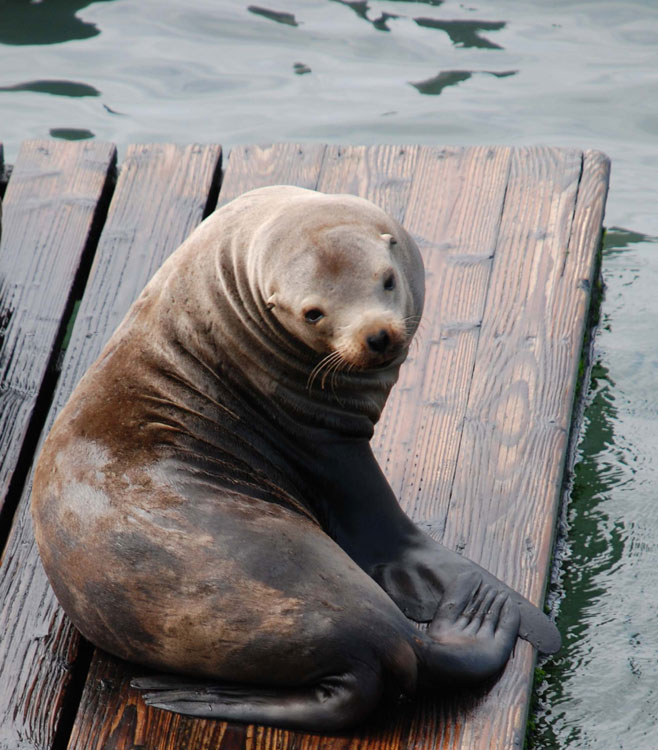 SeaLion