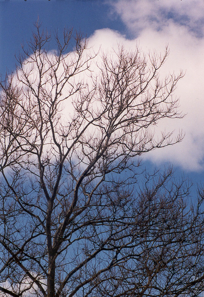 TreeAndSky