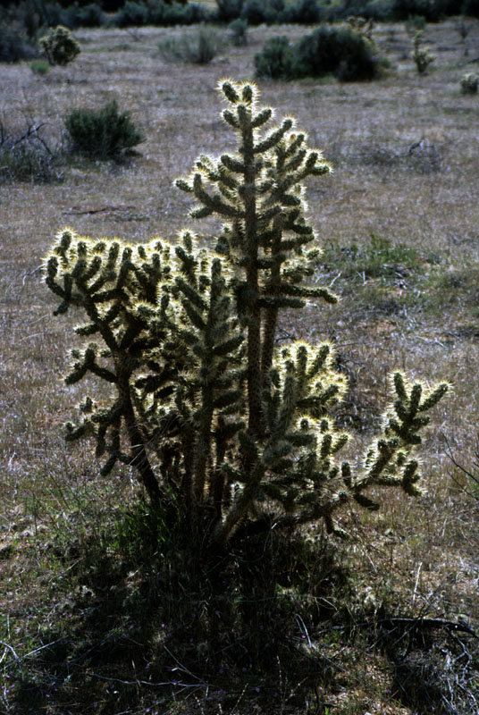 01cholla