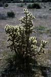 01cholla