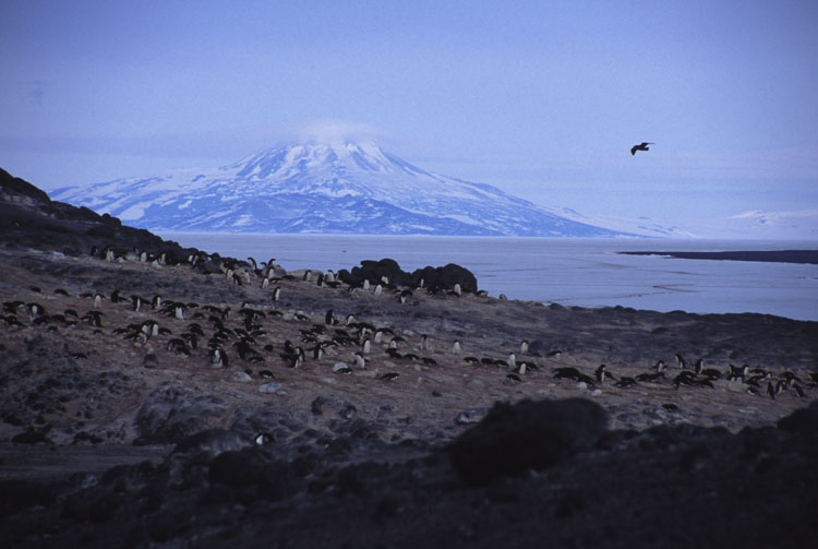 029RoydsDiscoverySkua