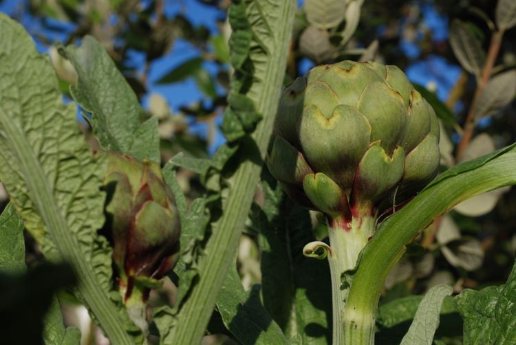 artichoke