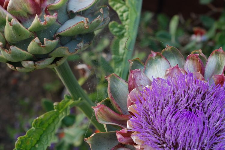 artichokebloom