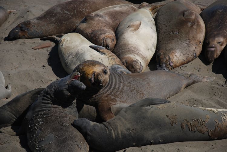 elephantseals