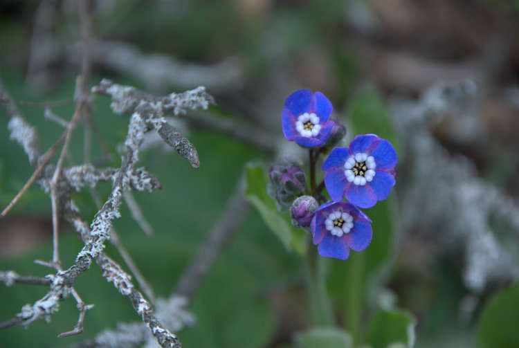 flowerbluetrio