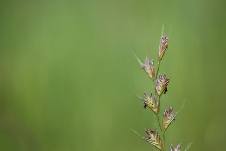 grassseed