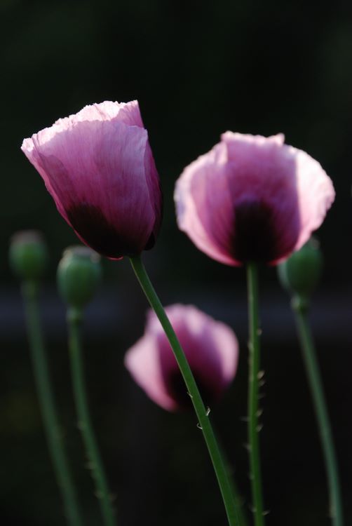 icelandicpoppies