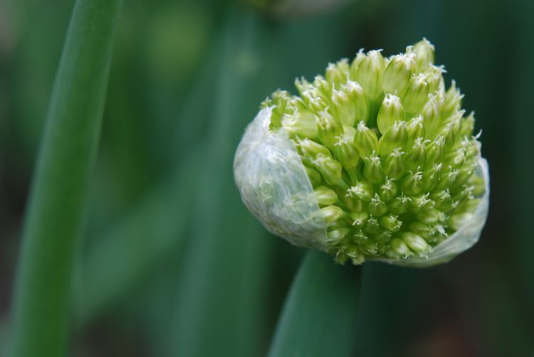 onionflower