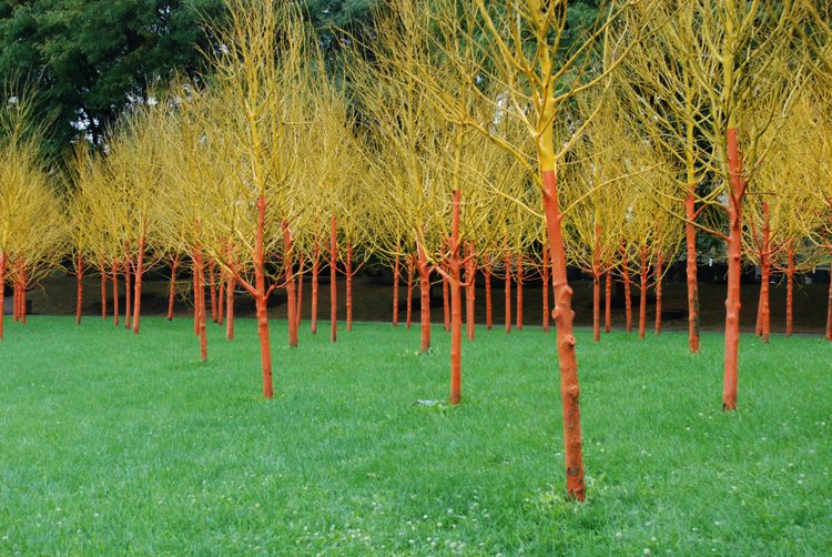 orangetrees