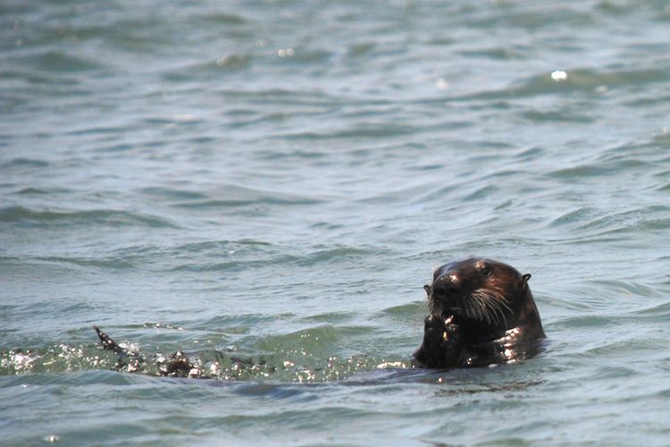 otterMorroBay