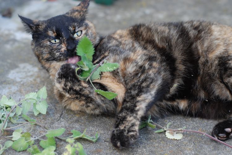 punkincatnip