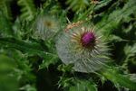 flowerthistle