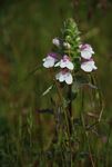 flowerwhitebells