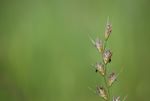 grassseed