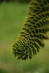 monkeypuzzle