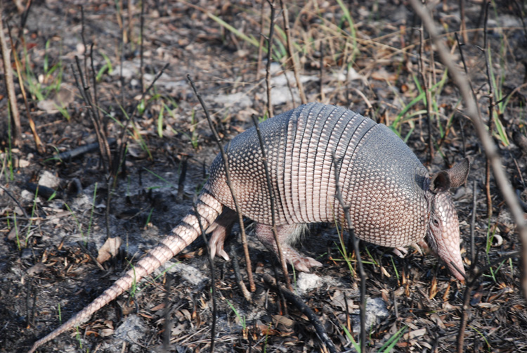 armadillo