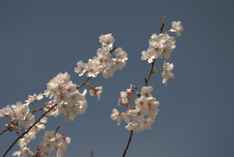 blossoms