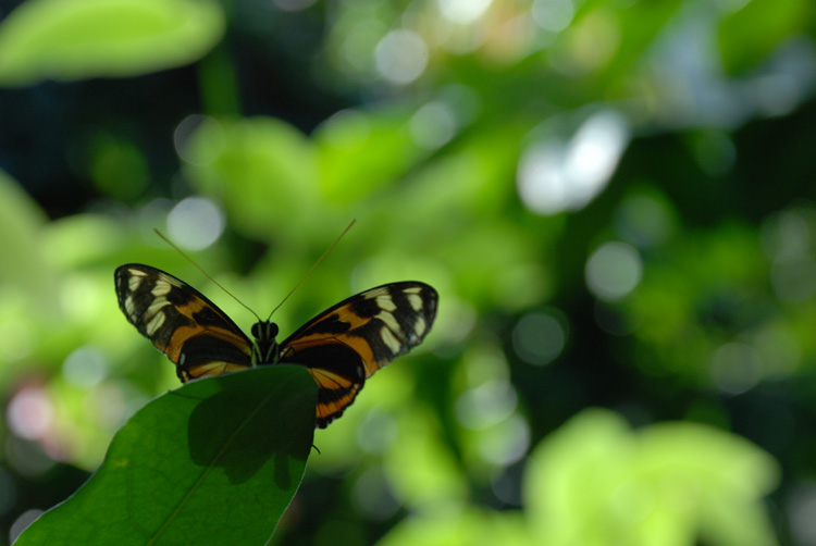 butterflyglassy