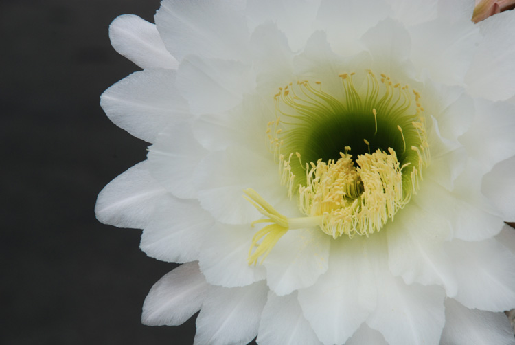 cactusfront