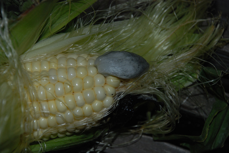 cornfungus