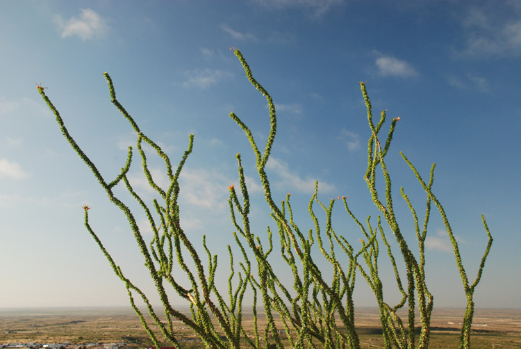 crazyplant