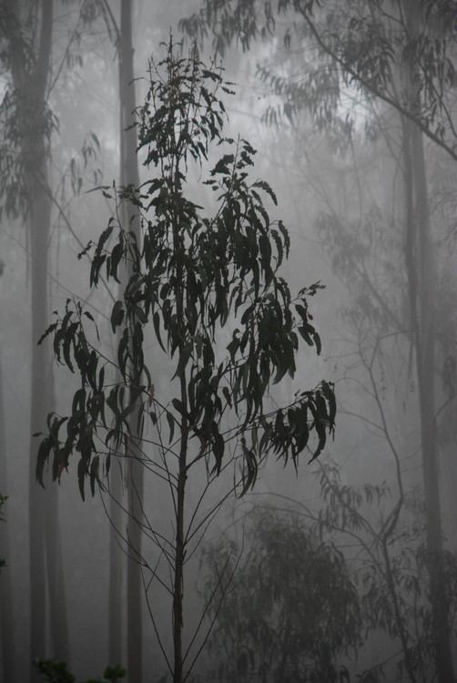 eucalyptusalone