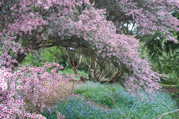 flowerarch