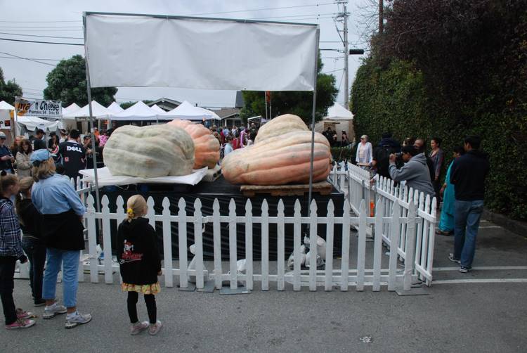 giantpumpkin