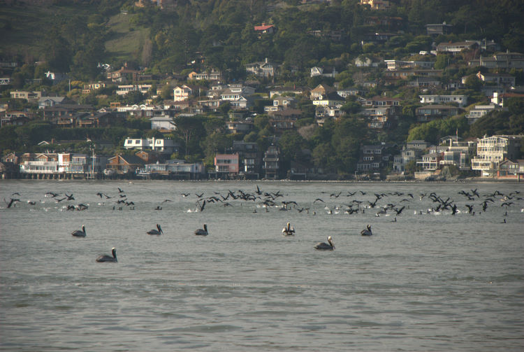 pelicanflock