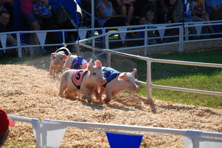 pigsracing