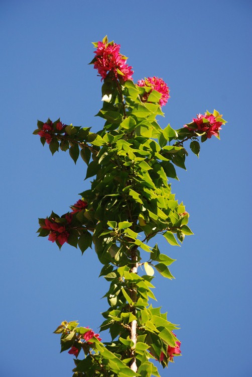 pinktreeflower