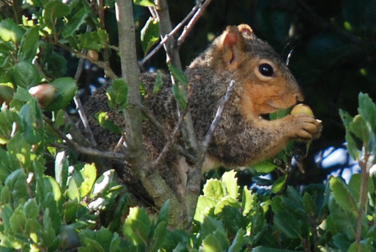 squirrelacorn