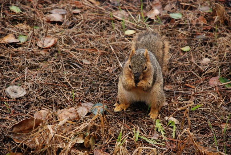 squirrelnut