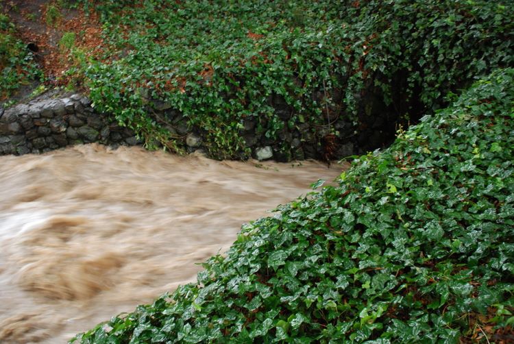 strawberryculvert