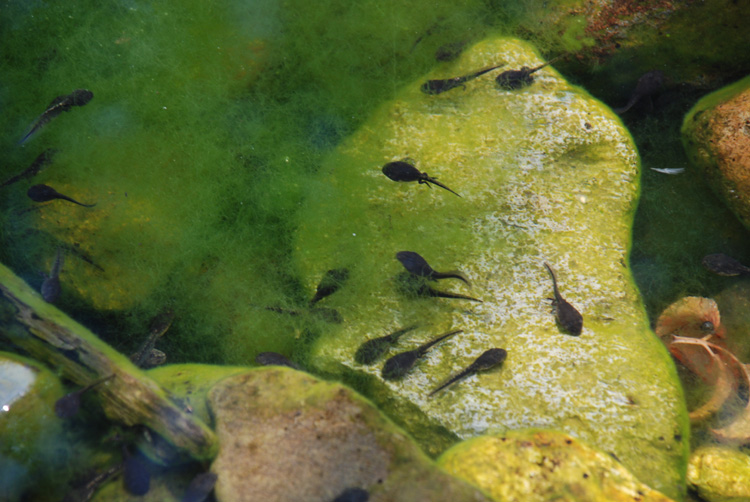 tadpoles