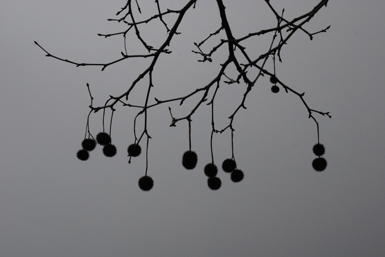 treespikeyballs