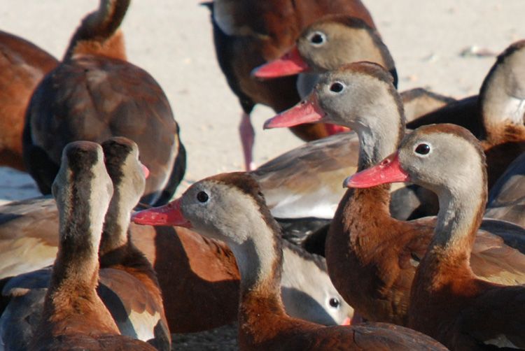 whistlingduck