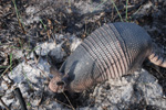 armadillodigging