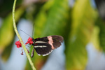 butterflydrinking