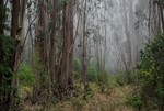 eucalyptusfog