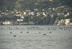 pelicanflock