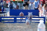 pigsracinghurdle