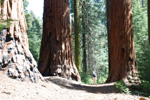 sequoiahiker