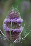 thistle