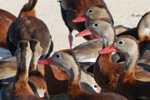 whistlingduck