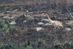 whoopingcrane