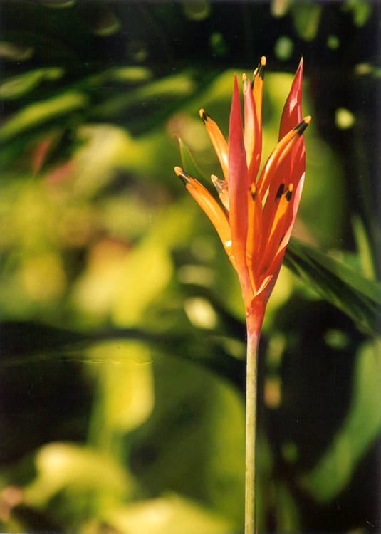 Hawaii_flower