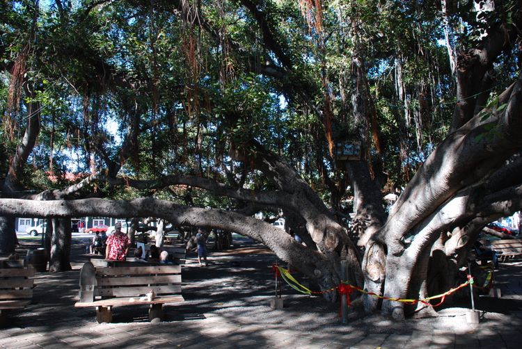 banyan