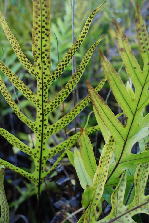 ferns