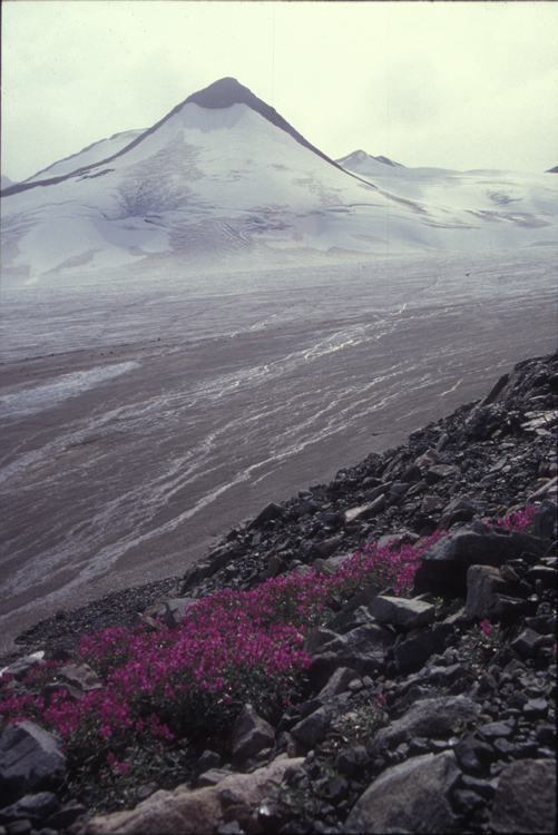 llewellynlupine